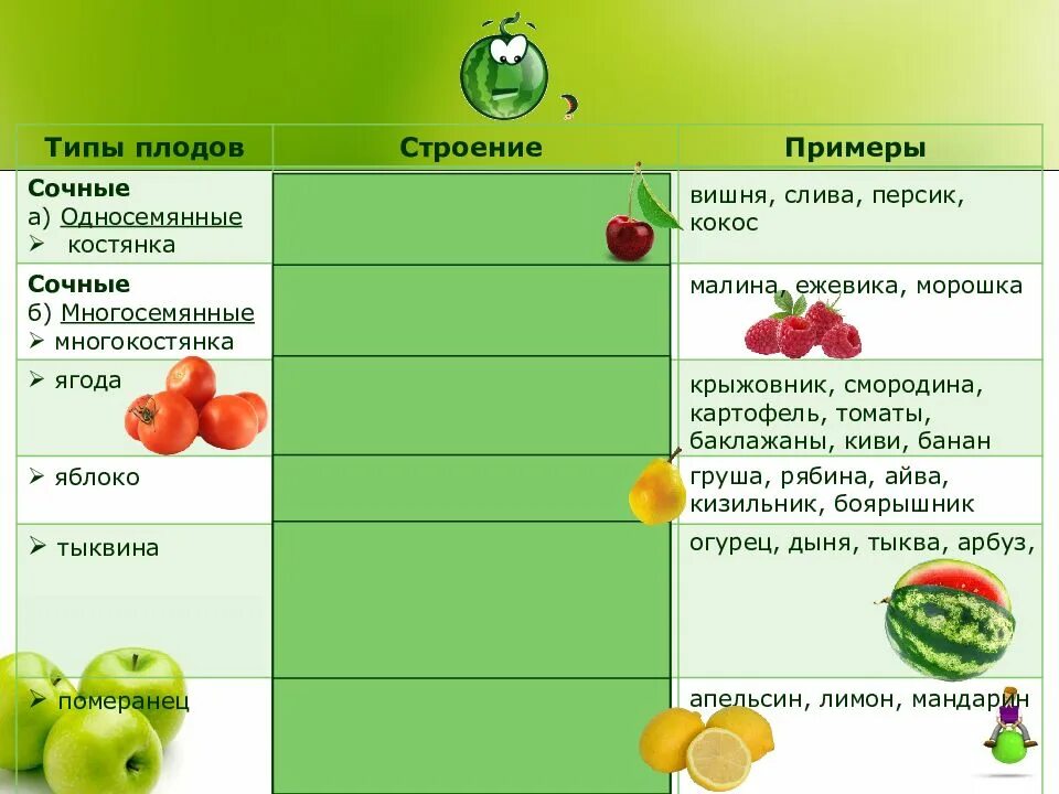 Типы сочных плодов. Груша сочный или сухой плод. Сочные односемянные ягоды. Сочныемногосеменные плоды.