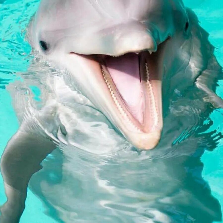 Дельфир. Дельфин-Афалина. Дельфин Афалина улыбается. Морской Дельфин. Дельфин улыбается.