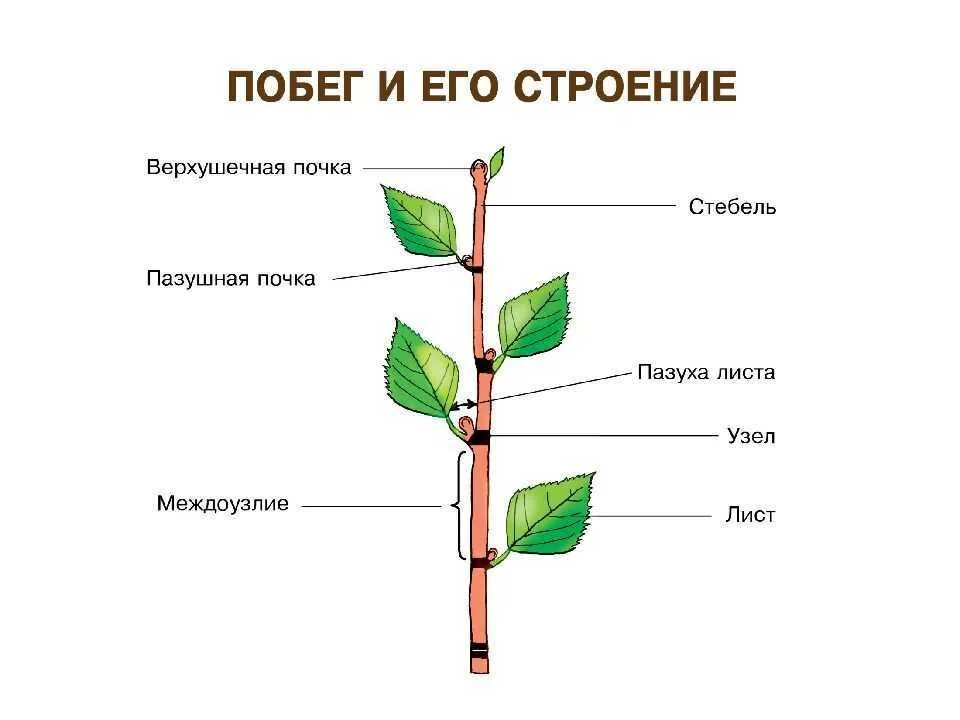 3 побегом называют. ПАЗУШНАЯ почка побег стебель. Схема строения побега. Внешнее строение побега древесного растения. Внутреннее строение строение побега.