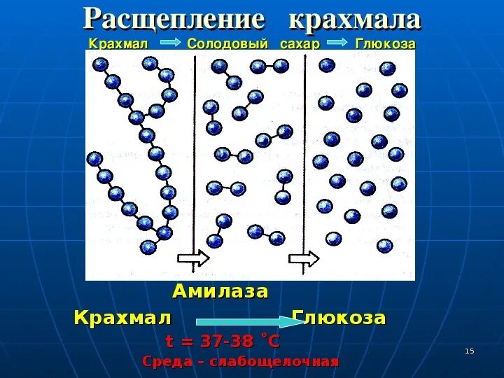 Расщепление крахмала. Распад крахмала. Крахмал расщепляется под действием. Расщепление крахмала в ротовой полости. Крахмал расщепляется ферментом