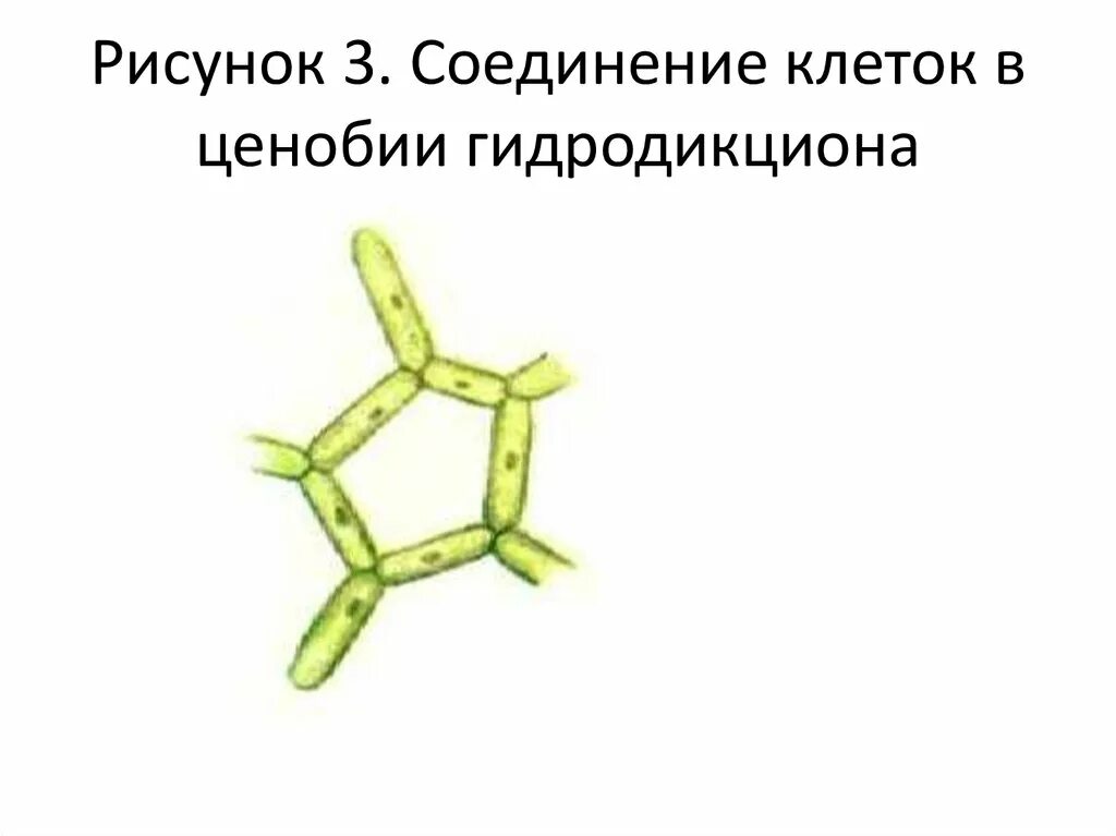 Гидродикцион клетка ценобия. Изображение соединённой клетки. Соединять клетки в рисунке. Водяная сеточка строение.