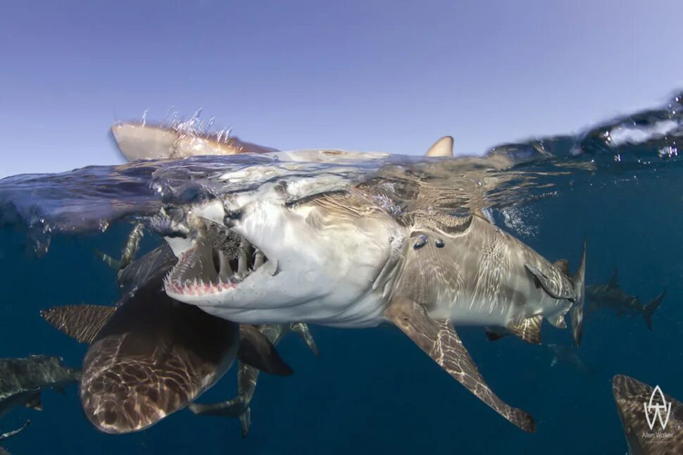 Невероятные картинки. Невероятные фотографии. Страшные существа в океане. Невероятные вещи. Невероятные акулы.