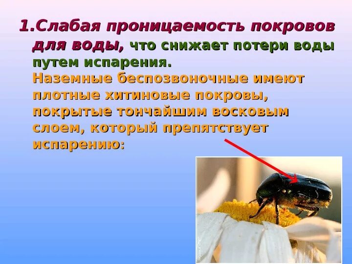 Солевой покров. Солевой покров