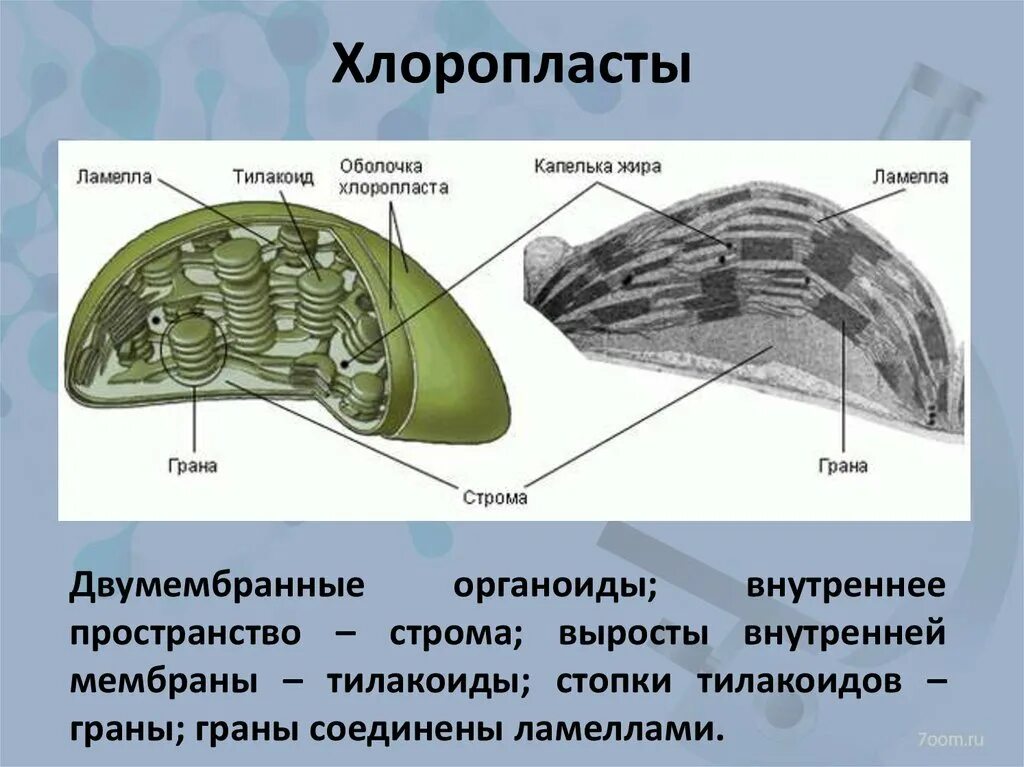 Состав хлоропласта. Хлоропласты Строма тилакоиды граны. Строение хлоропласта Ламелла. Органоид хлоропласт строение. Строма и тилакоиды.