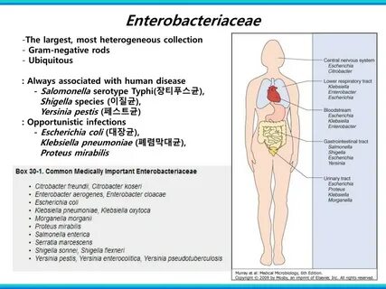 Enterobacter cloacae что это