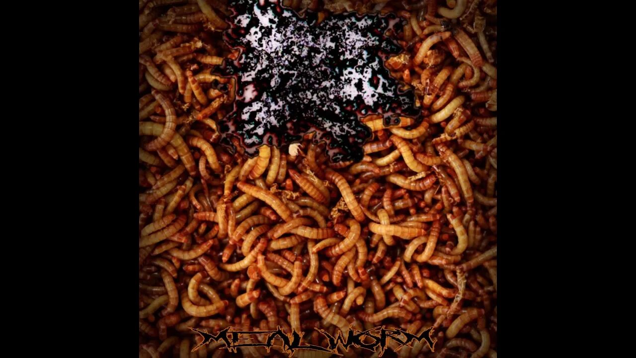 Pulse of the maggots. Maggots рыба.