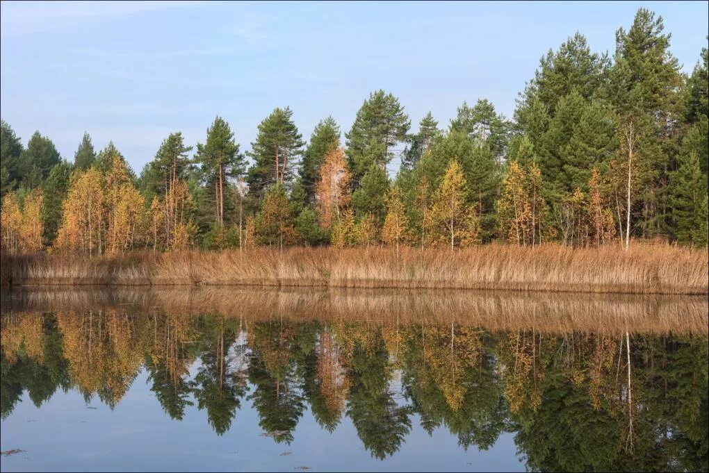 Велесов лес тула. База отдыха велесов лес 60, экопоселение родовое. Велесов лес тула пляж. Велесов лес тульская область. Велесов лес.