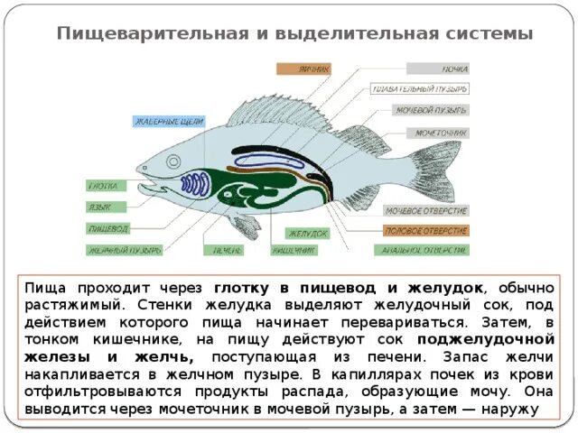 Пищеварительная система рыб органы и их функции. Функции пищеварительной системы у рыб. выделительная система костных рыб схема. строение пищеварительной системы рыб кратко. пищеварительная система костных рыб схема.