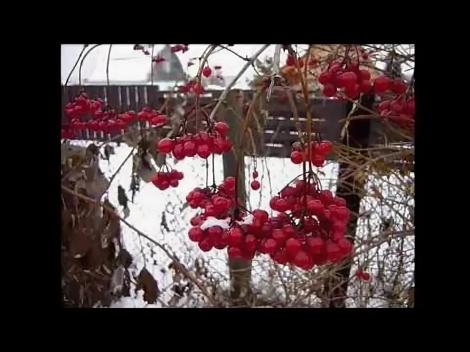 Калина красная когда собирать ягоды. Когда собирать калину красную. Как собирают калину. Калина обыкновенная красная гроздь. Калина красная когда собирать ягоды.