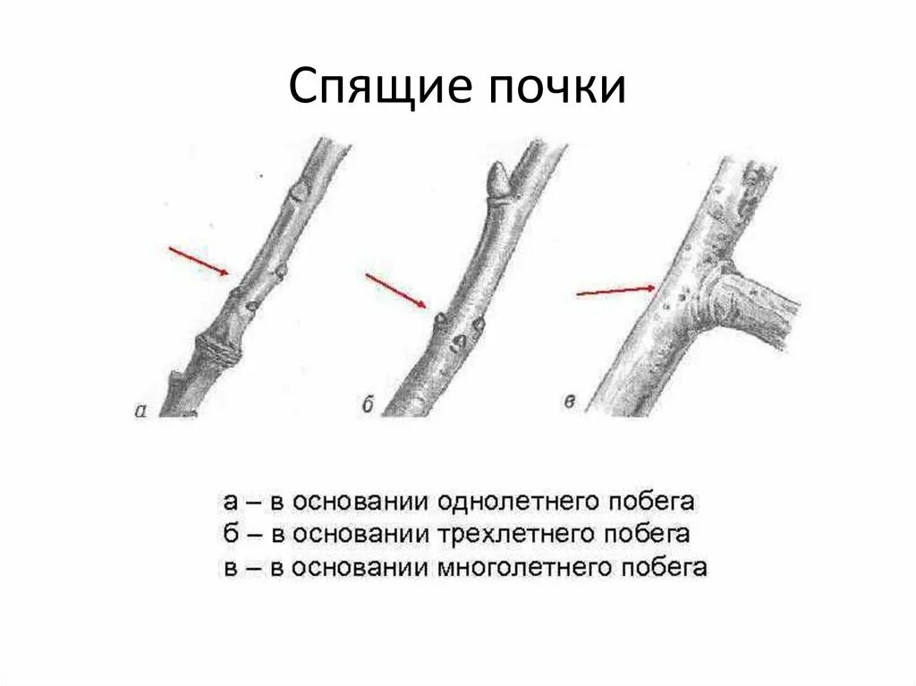 Спящие почки. Спящие почки у деревьев и кустарников. Спящие почки растений. Спящие почки яблони. Пробудить спящие почки