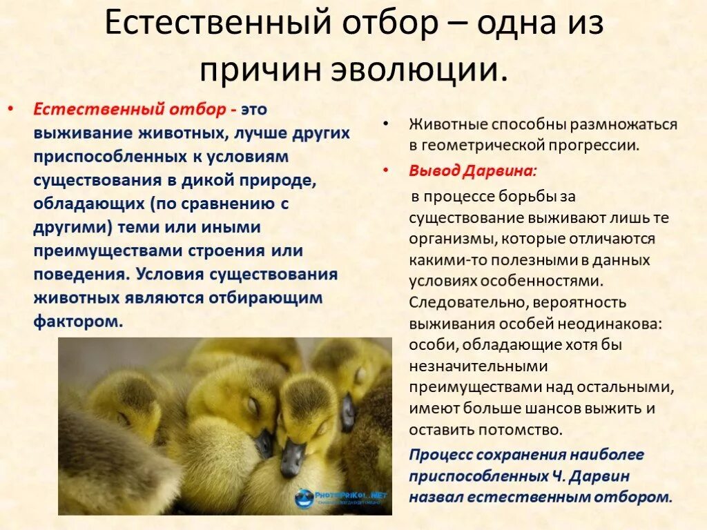 Причина естественного отбора по Дарвину. Ч Дарвин естественный отбор. Учение Дарвина об эволюции. Тест по биологии естественный отбор 9 класс