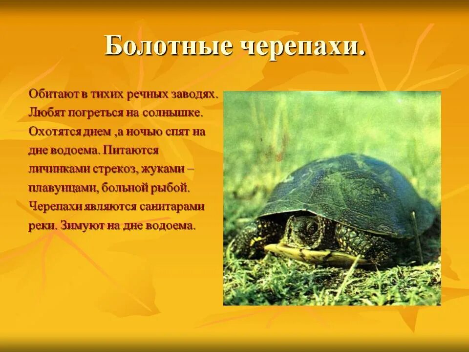 Черепаха приспособленность. Краснокнижная Болотная черепаха. Болотная черепаха 3 класс. Болотная черепаха в Татарстане. Болотная черепаха красная книга Самарской области.