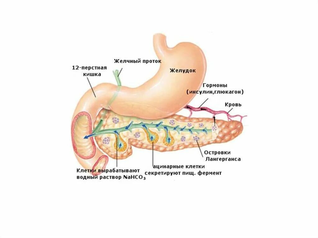 Секреторная деятельность поджелудочной железы физиология. Внешнесекреторная функция поджелудочной железы. Внутренняя секреторная функция поджелудочной железы.. Функции поджелудочной железы роль в пищеварении. Соединение протоком с поджелудочной железой желудок