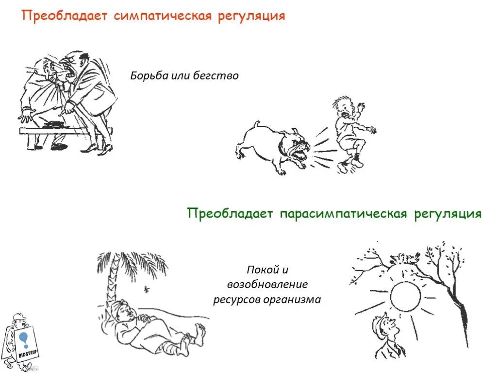 Борьба и бегство. Борьба бегство замирание. Реакция на стресс замри