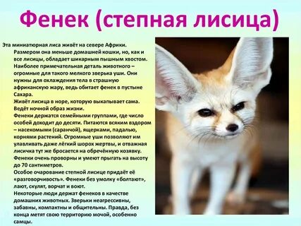 Охарактеризовать животное