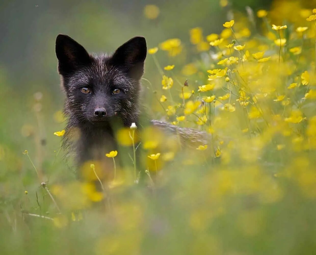 Fox them. Чернобурая лисица. Лиса чернобурка. Чернобурая лисица в природе. Чернобурая лисица с лисятами.