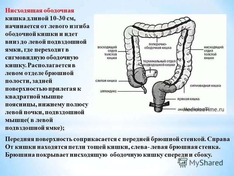 Каким номером на рисунке обозначена прямая кишка. Диаметр нисходящей ободочной кишки. Ректомигиодный отдела прямой кишки. Отделы Толстого кишечника анатомия. Нисходящий отдел ободочной кишки анатомия.