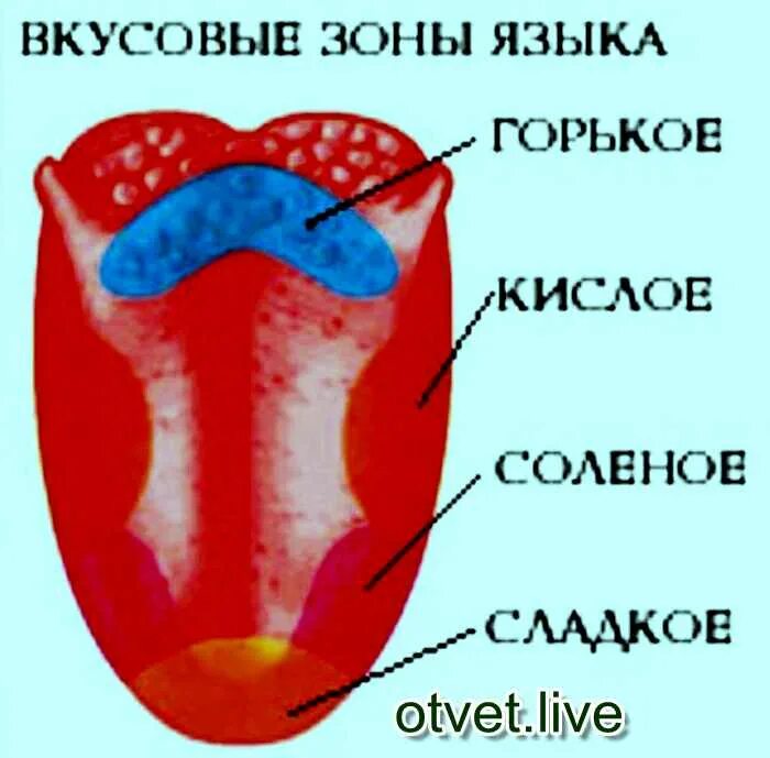 Зоны рецепторов на языке. Вкусовые рецепторы на языке схема. Вкусовые зоны языка. Зоны языка вкусовые рецепторы. Сладко какая часть