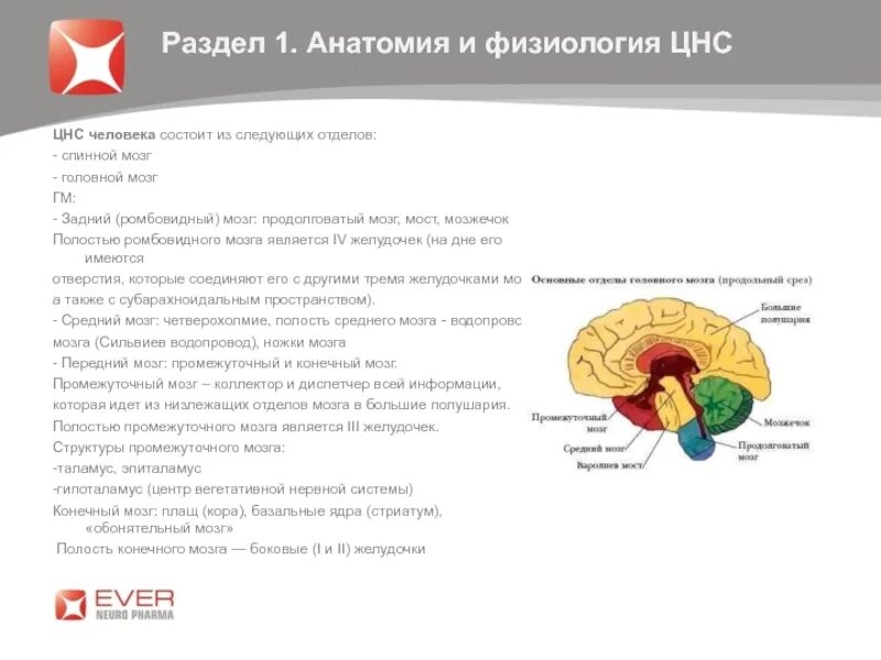 Функции нервной системы головного мозга