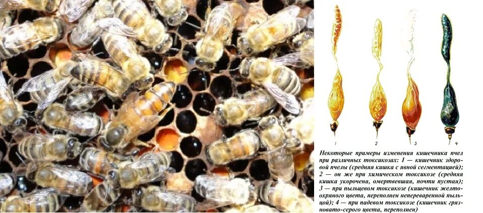 Как еще называют болезнь пчел. Падевый токсикоз пчел. Пчелы падевый мед. Инфекционные болезни пчёл нозематоз. Болезни пчел мешотчатый расплод.