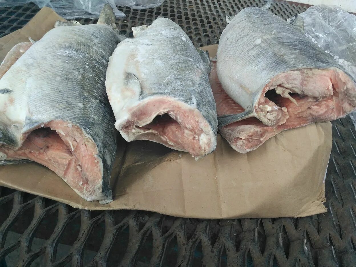 5 кг. обрезь рыбная форели. развакуум рыбы. свежемороженая рыба оптом. горбуша неразделанная свежемороженая.