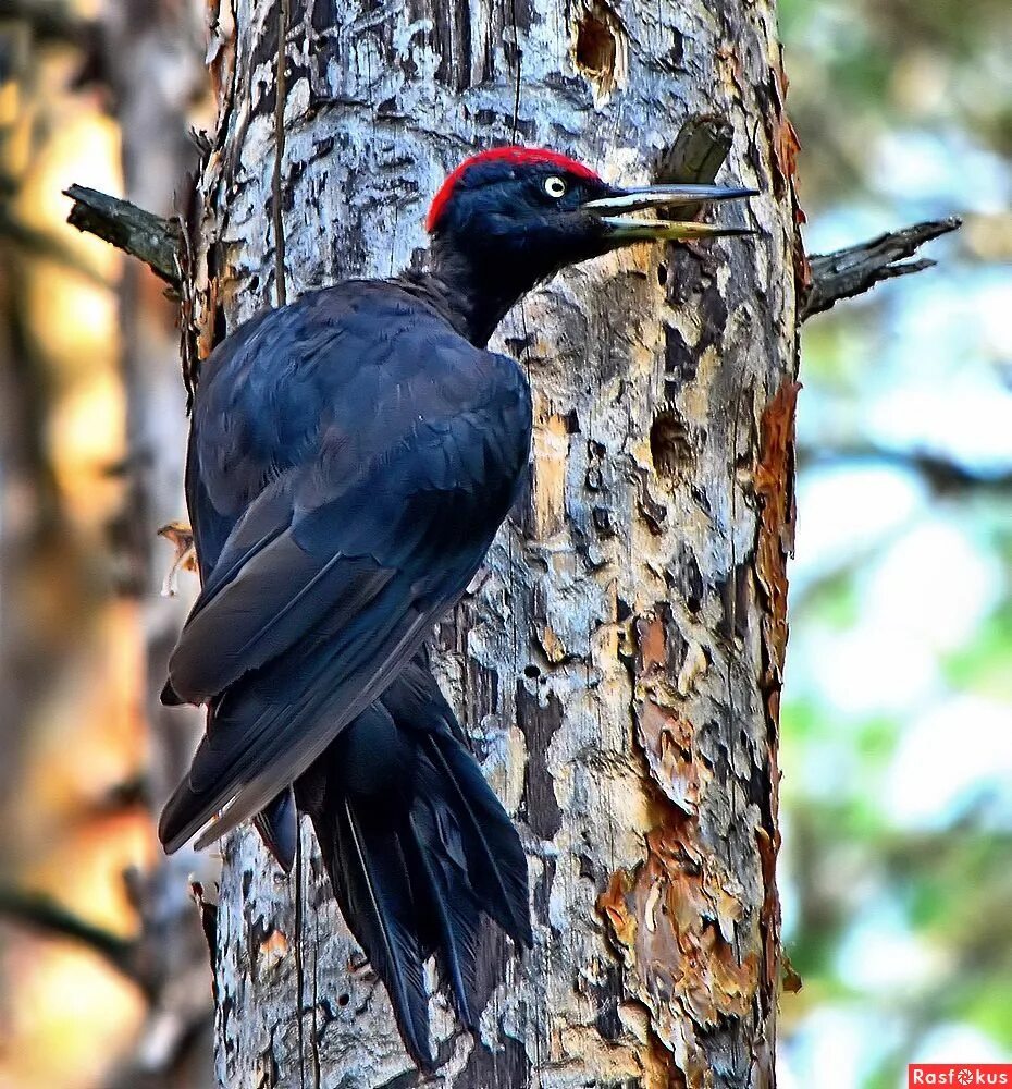 дятел желна. черный дятел в алом берете. дятел желна. черный дятел крик. чёрный дятел фото.