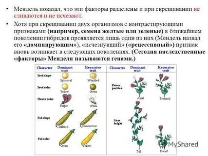 Закон г менделя называется