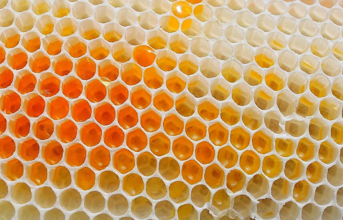 Цвет сот. Цвет сот. Медовые соты цельзия. Медовые соты. Медовые соты.