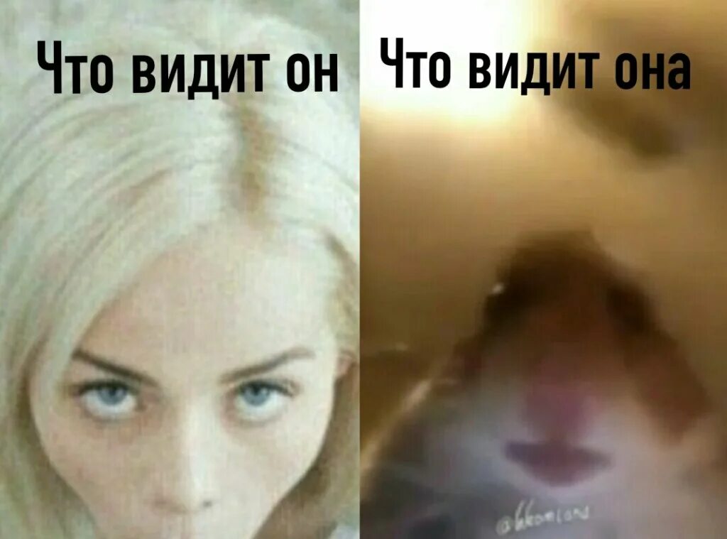 Я видел как она вышла. Что видит она. что видит он. что видит он что видит она. хомяк мем.