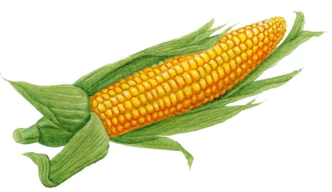 Буква початок. Кукуруза. Кукуруза рисунок. Кукурузный початок. Кукуруза на белом фоне.
