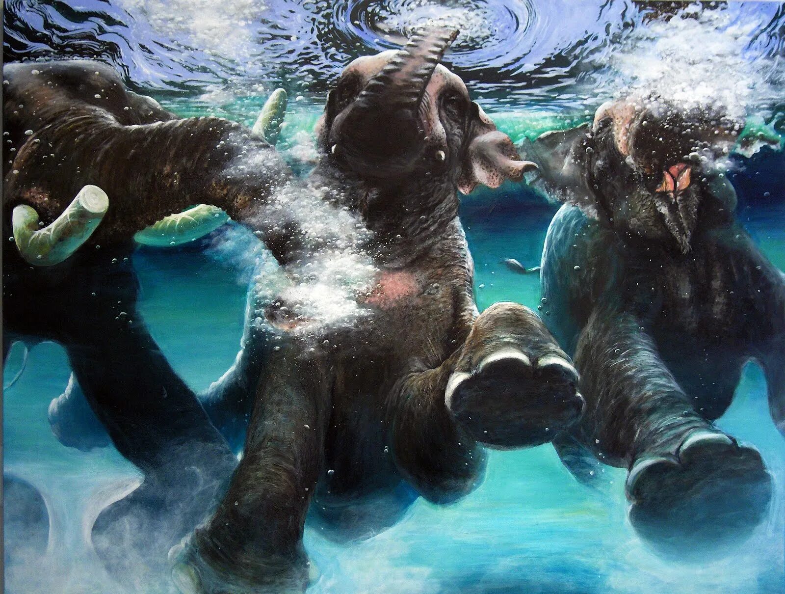 Elephant swim. Слоны у водоема. Elephant can Swim. Swimming Elephant. Elephant is swimming.