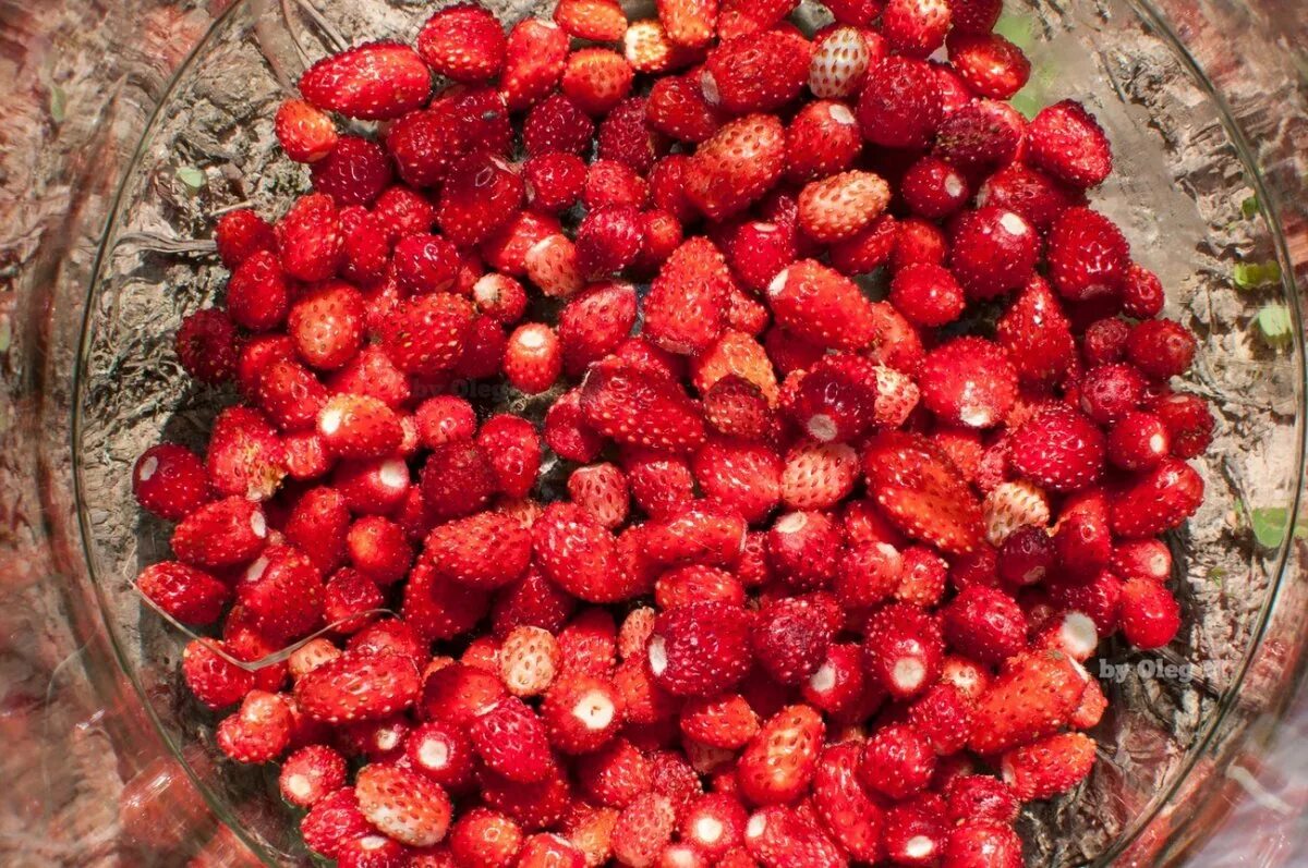 Земляника Лесная (Fragaria vesca). Земляника мускусная Шпанка. Земляничная клубника Лесная. Клубника Шпанка. К чему снится ягода земляника