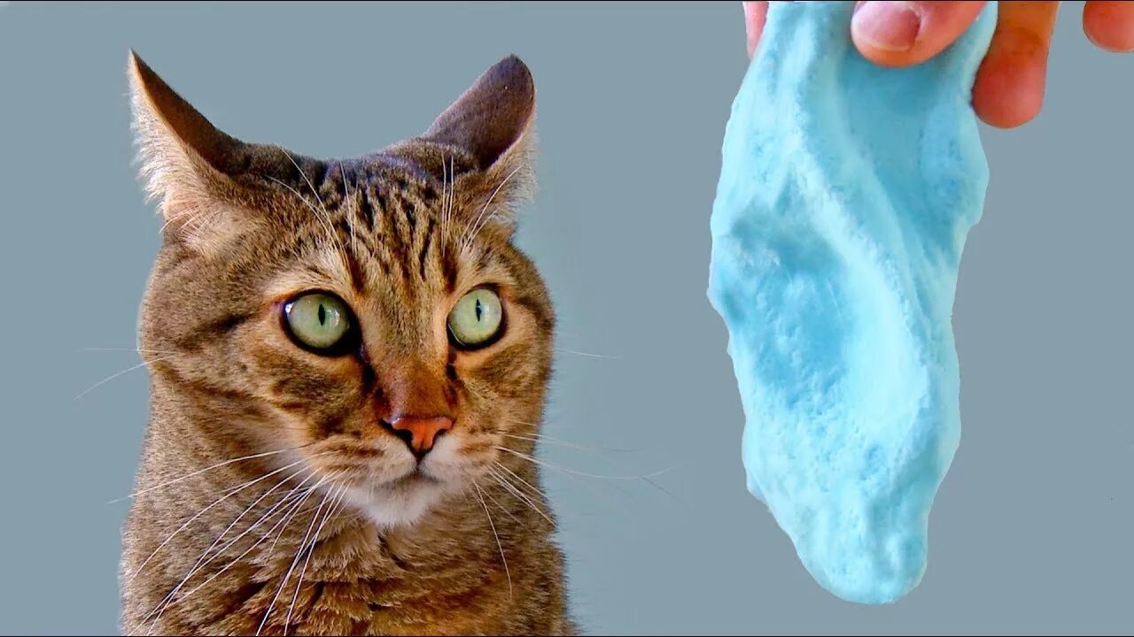 Слайм кошки. Slime Cat. Черный кот СЛАЙМ. Slime Cat better. Slime Cat Yes.