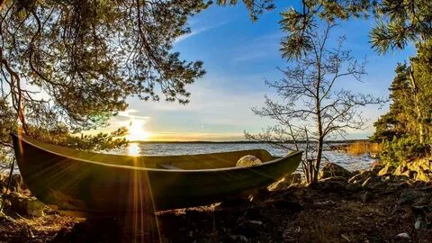 Tree in boat