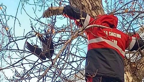 Какая птичка попалась в сетку сережи