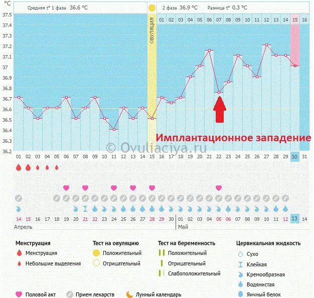 Сколько длится температура после. График базальной температуры с имплантационным западением. Имплантационное западание базальная температура. График БТ С цикл 22, овуляции, и имплантационное западение. БТ имплантационное западение на графике БТ.