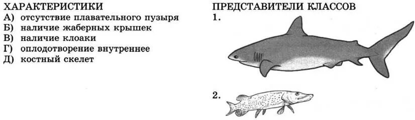 Плавательный пузырь щуки. Отсутствие плавательного пузыря. У какой рыбы отсутствует плавательный пузырь. Плавательный пузырь у акул. У акул есть плавательный пузырь.