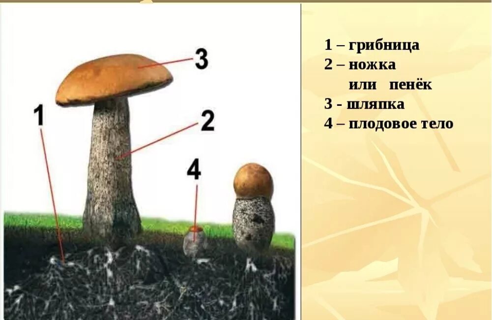 Грибы образующие плодовые. Грибы образующие плодовые тела. грибы образующие плодовые тела названия. грибница гриба. плодовое тело гриба образовано.