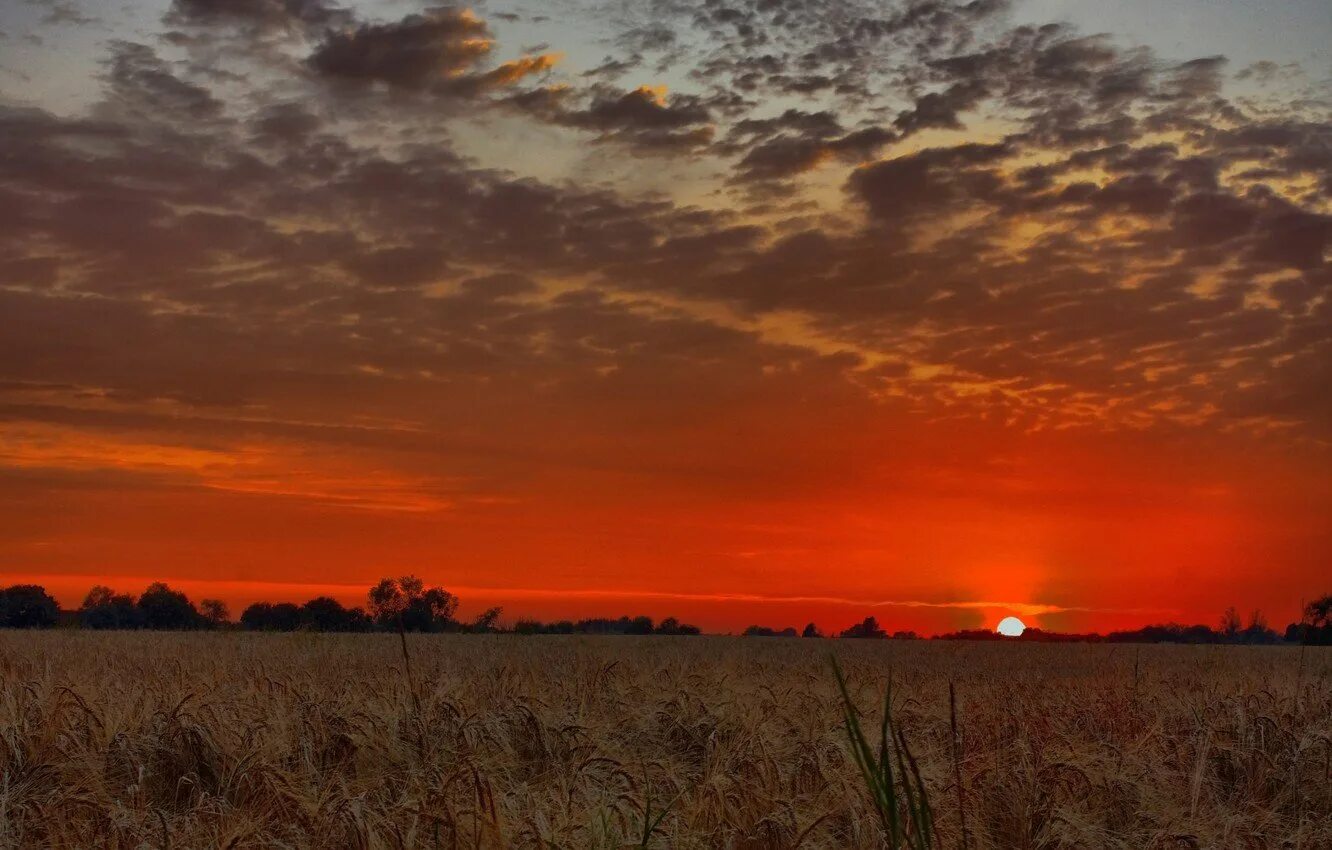 Песня летний вечер. Закат в поле. Красный закат над полем. Красный закат в поле. Последние лучи заката картина.