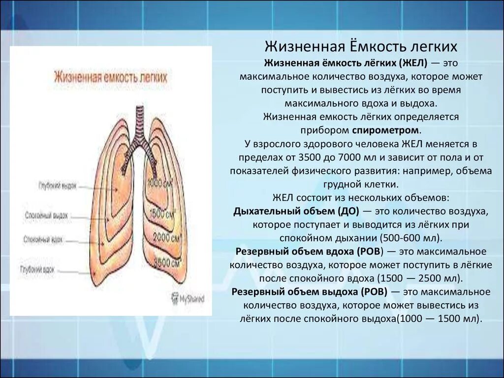 Функциональное деление общей емкости легких. Емкости легких общая жизненная функциональная. Жизненная емкость легких человека. Объём лёгких. Объём лёгких человека.