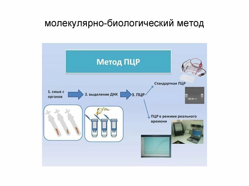 Схема исследования методом ПЦР. Молекулярно биологический метод полимеразная цепная реакция. Полимеразная цепная реакция методика. ПЦР принцип работы.