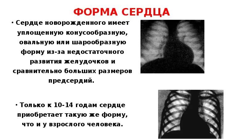 Имеет уплощенную форму