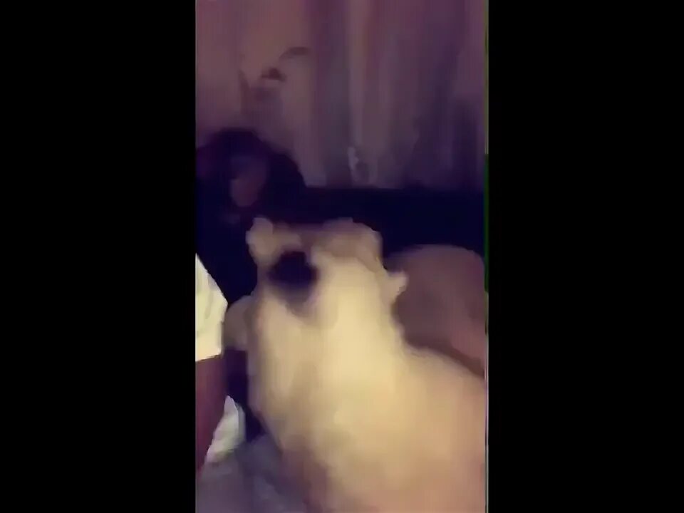 Доброе утро я проснулась. Я упал я встал кот мем. Вставай на 2 2. Вставай на 2 2. Вставай на 2 2.