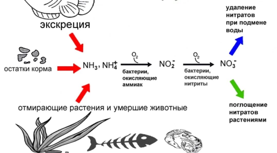 Аммиака нитритов нитратов. Азотный цикл аквариумных растений. Цикл аммиака в аквариуме. Азотный цикл в аквариуме. Цикл нитратов в аквариуме.