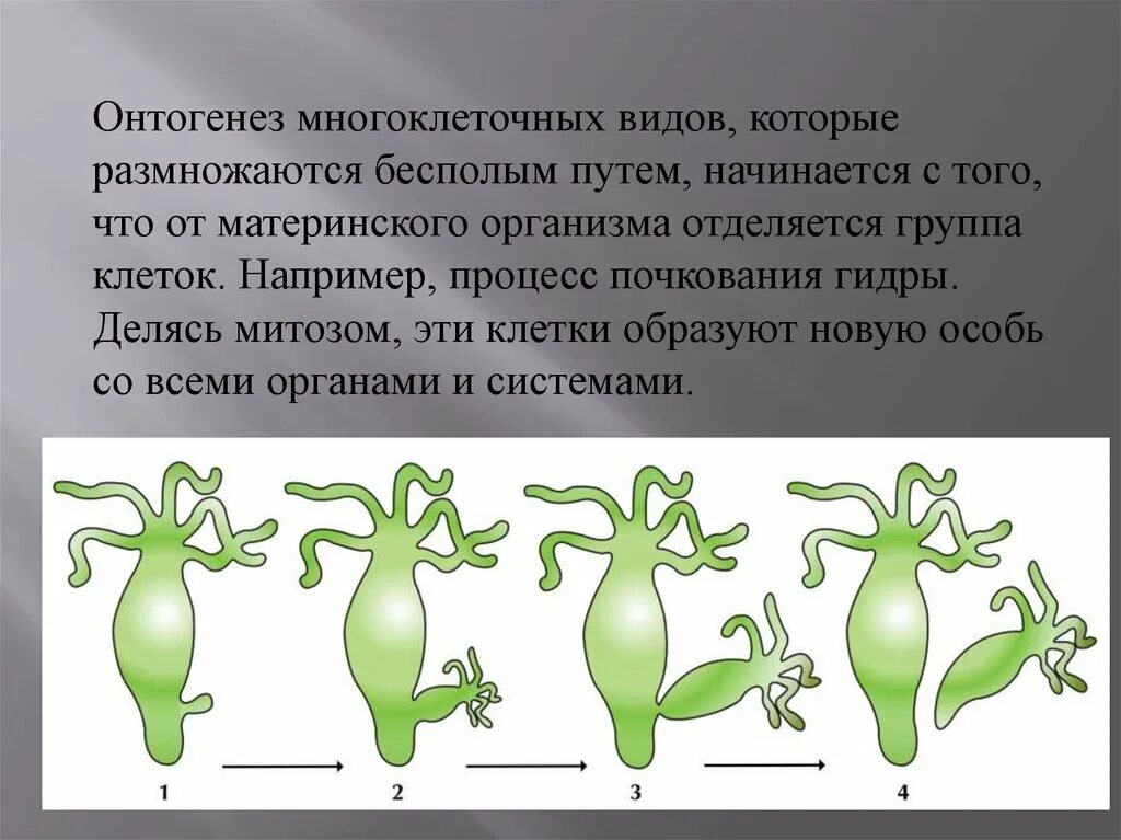 Размножение гидры бесполым путем. Онтогенез гидры. Размножение онтогенез. Процесс почкования у гидры это. Размножаться и е