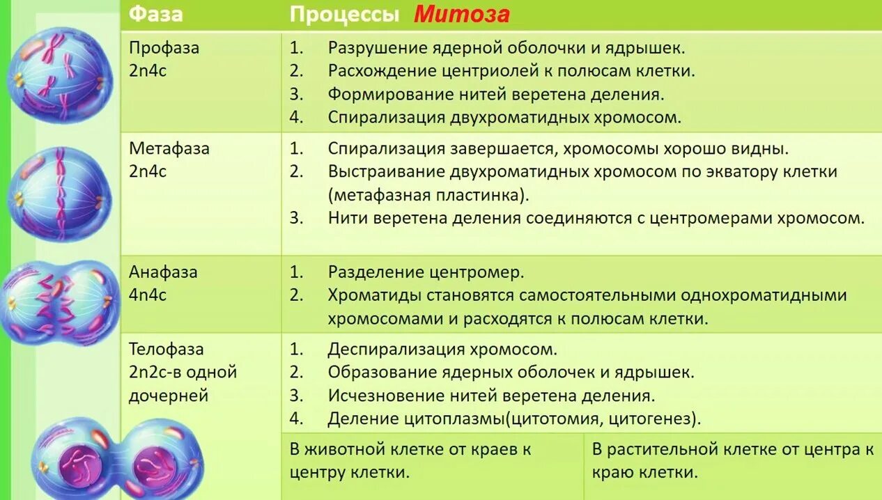 Тест по мейозу 10 класс. Процессы митотического деления профаза. Фаза митоза таблица фаза процессы. Митоз фазы и процессы таблица. Стадии митоза таблица процессы.