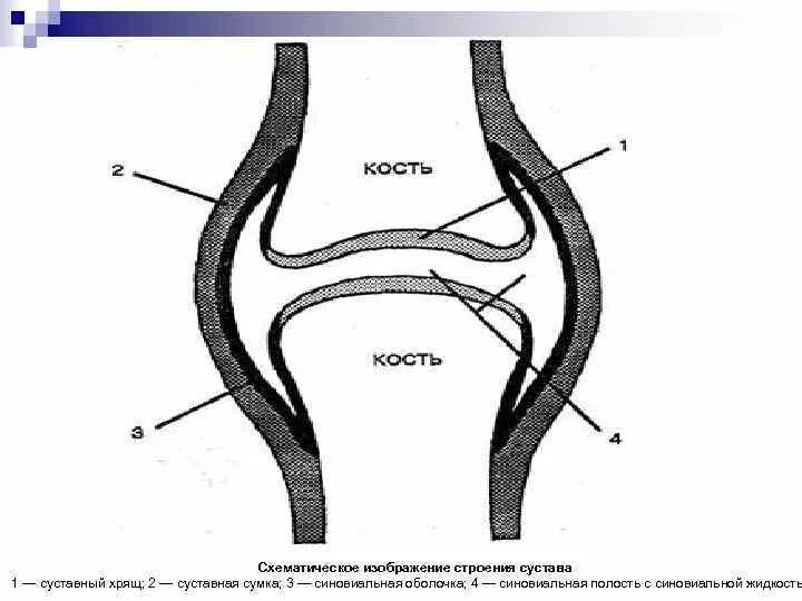 Какие структуры сустава обозначены цифрами. Строение сустава. Схема строения сустава. Строение сустава рисунок. Общий план строения сустава.