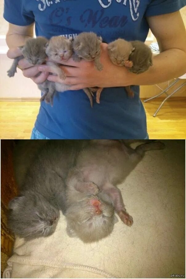 Кошки после рождения котят. Выхаживание новорожденных котят. Новорожденные котята.