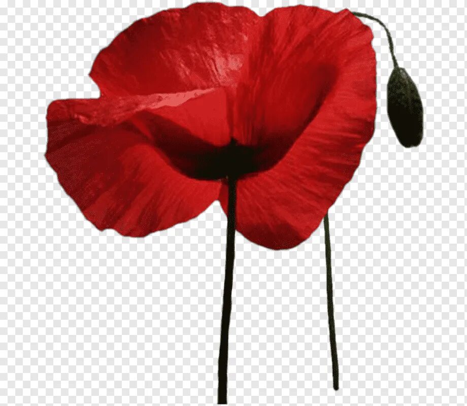 Poppies png. Цветок на ножке. Маки на прозрачном фоне. Мак на прозрачном фоне. Красная ножка цветок.