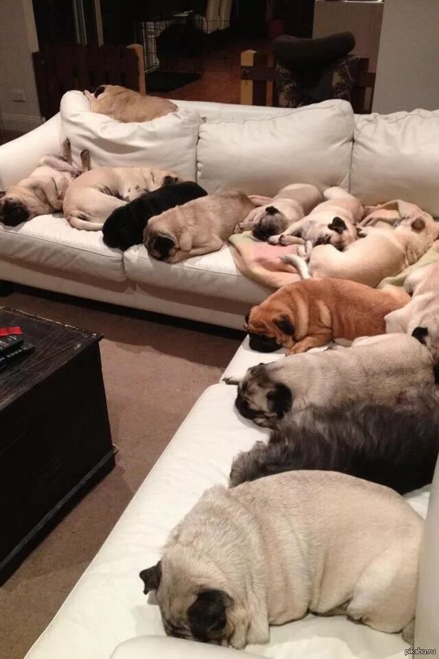 Спящие животные. Много собак. Много кошек и собак.